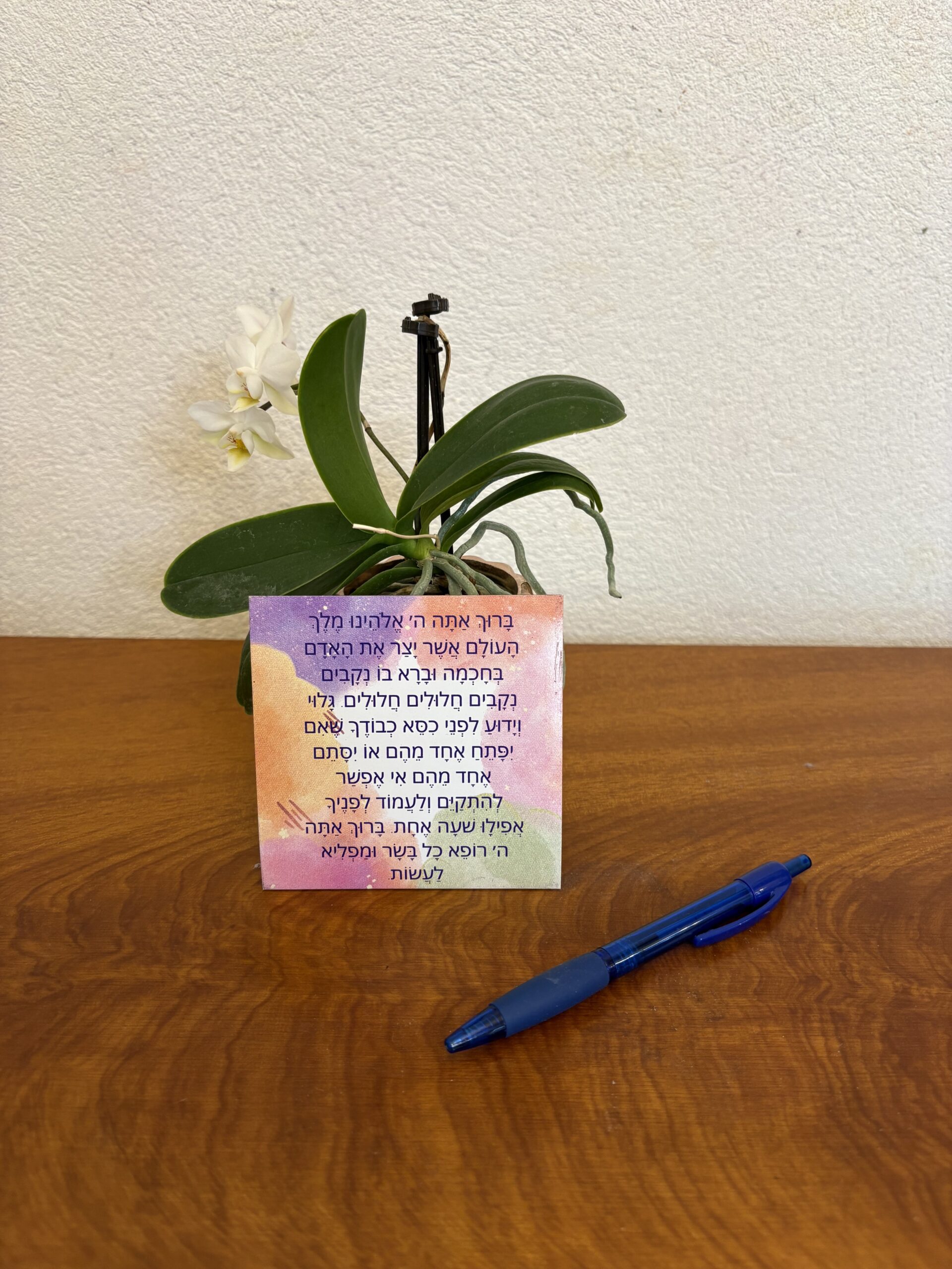 asher yatzar magnet (colorful) ashkenaz