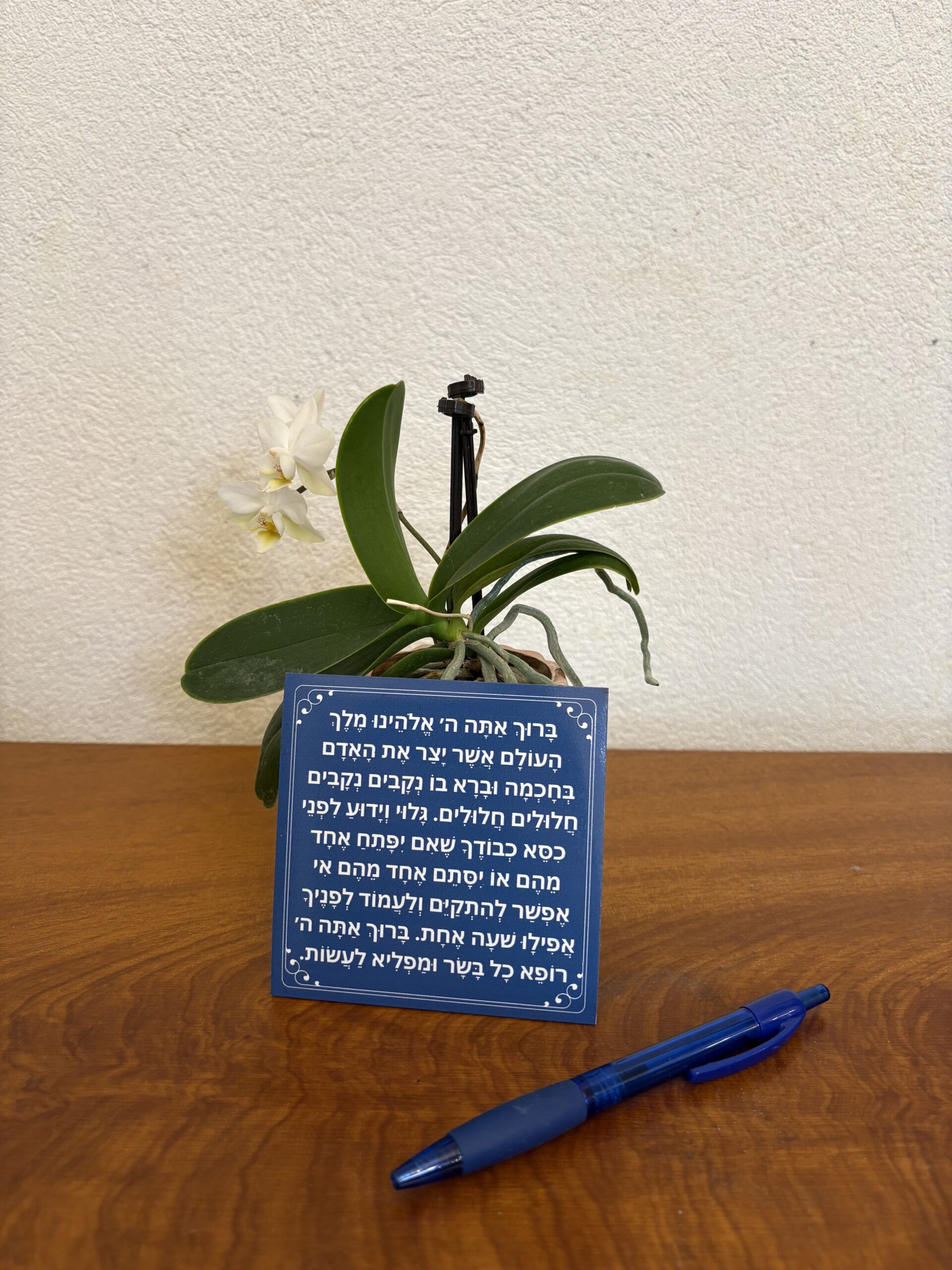 asher yatzar magnet (blue) ashkenaz